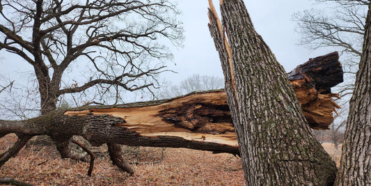 Embracing a Visit by a Wayfaring Tornado