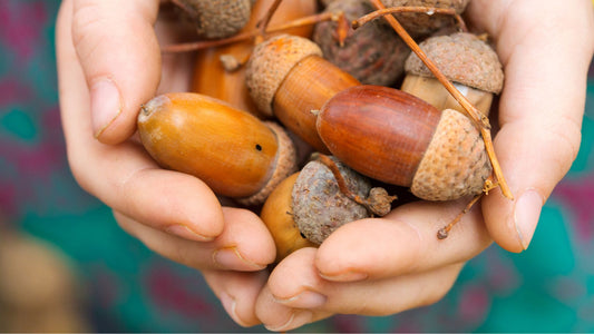 Mysterious Masting: Why the Oaks Have Gone Nuts