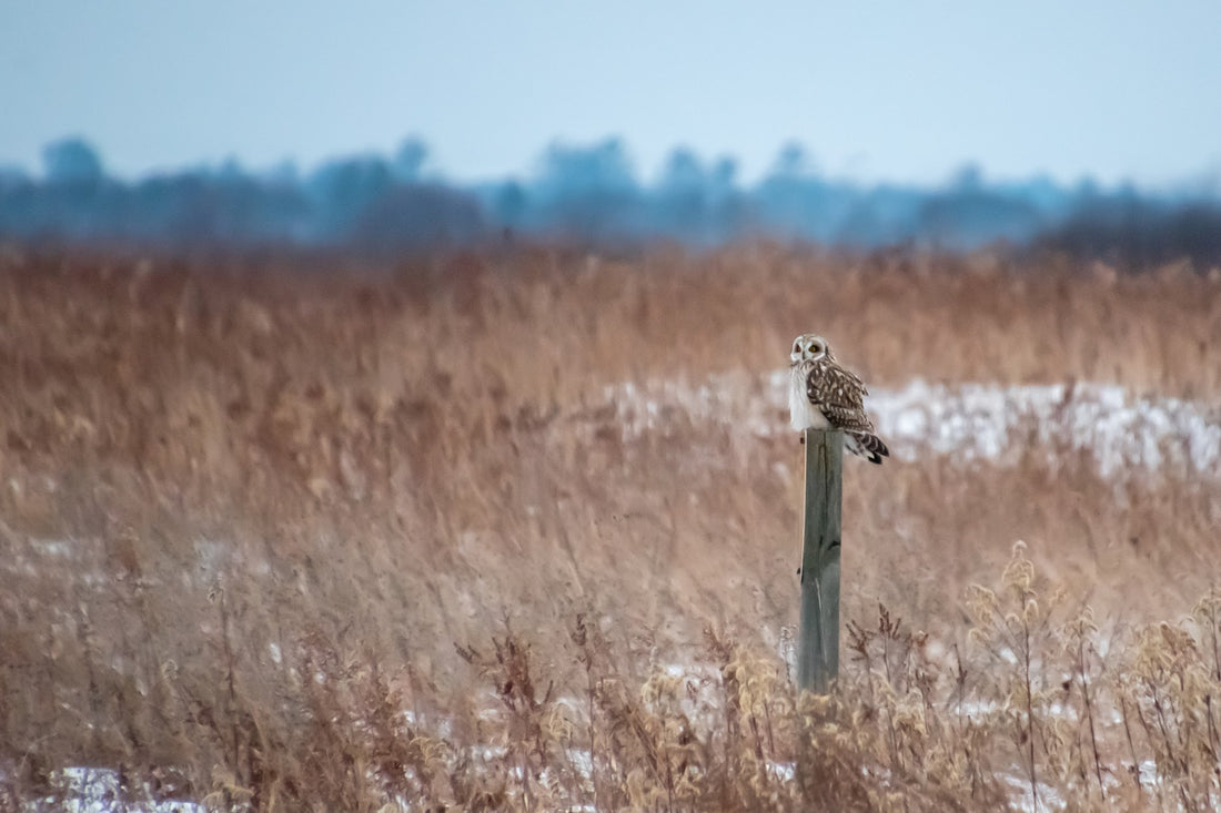 Christmas Bird Count 101