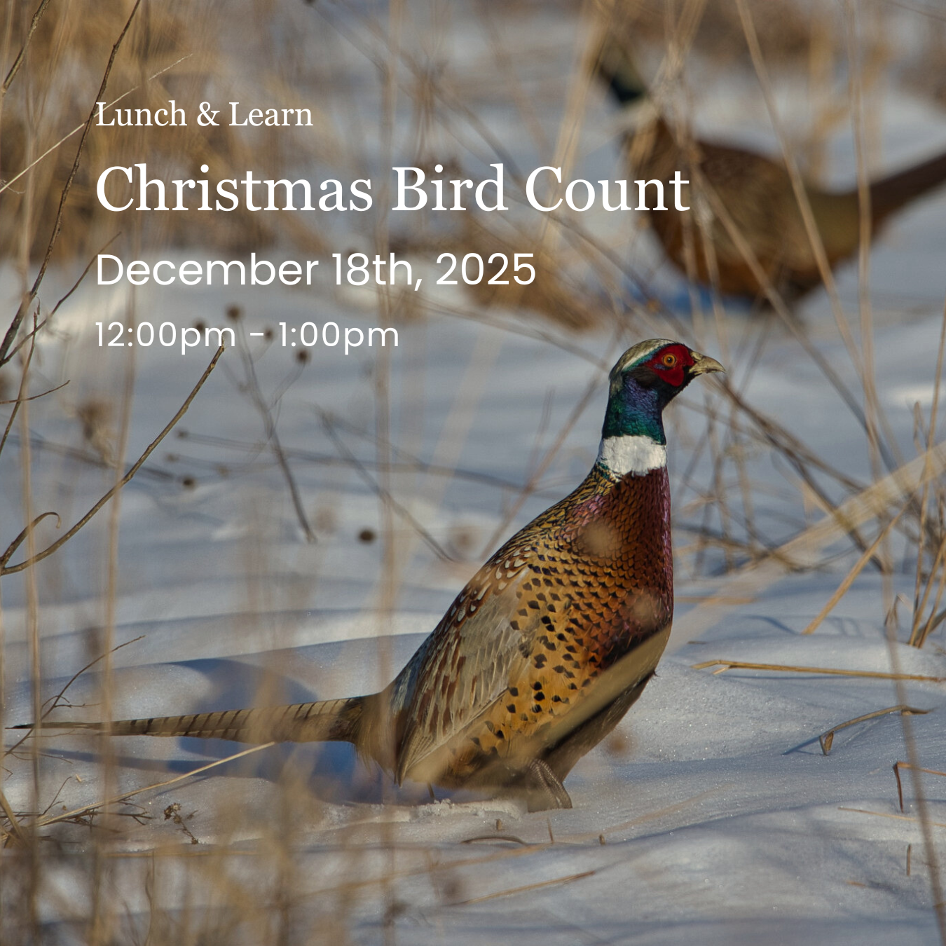 Lunch & Learn: Christmas Bird Count