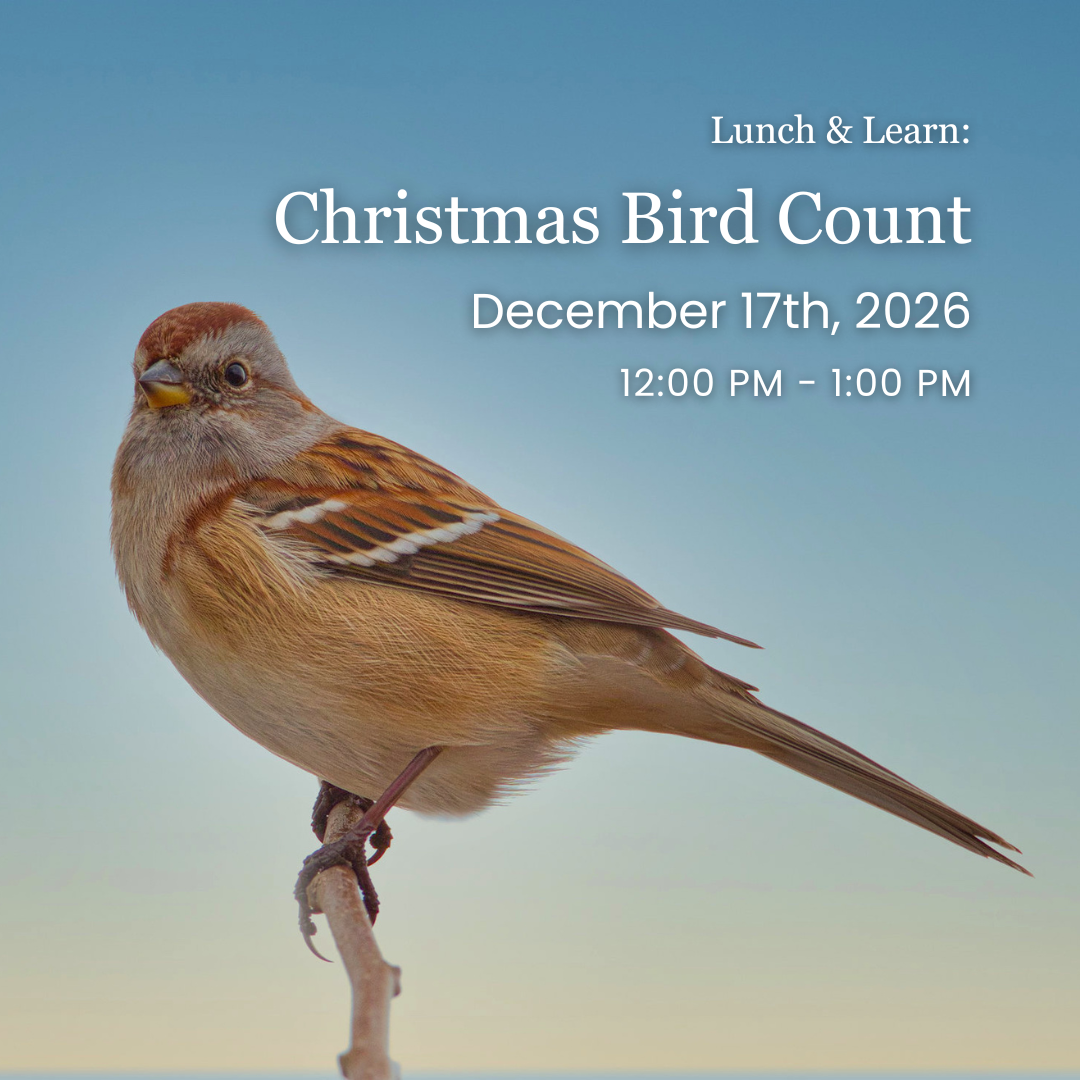 Lunch & Learn: Christmas Bird Count