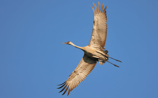 A parent Sandhill Crane flying overhead at Three Waters Reserve.