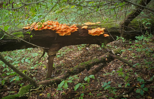 The Mushrooms Speak to Us-if we listen