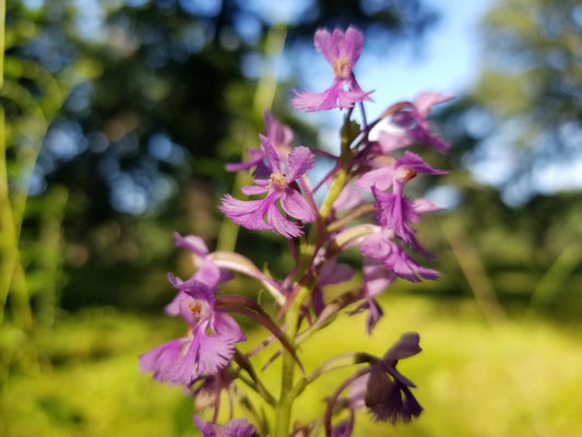 Press Release: Flowering Wild Orchid Found on Former Golf Course Blooms for First Time in 96 Years