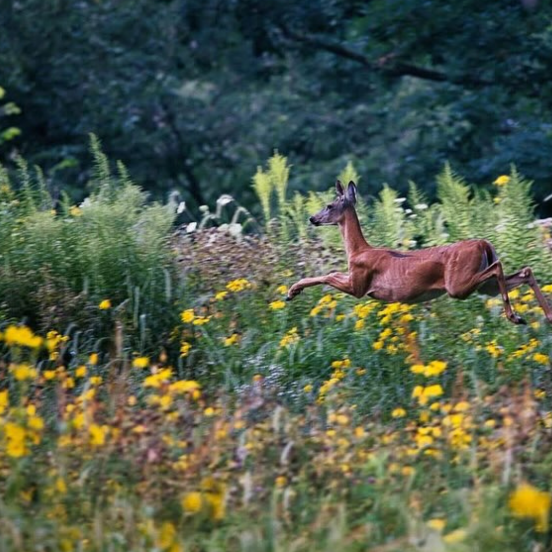 Lunch & Learn: Forests Too Deer