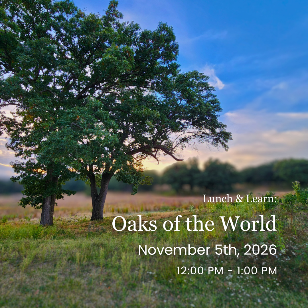 Lunch & Learn: Oaks of the World